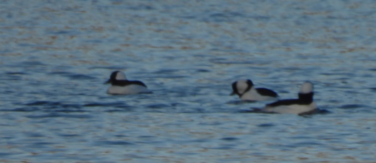 ヒメハジロ - ML646302818