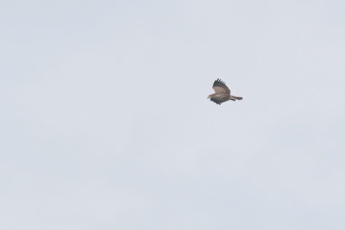 Beaudouin's Snake-Eagle - ML646302819