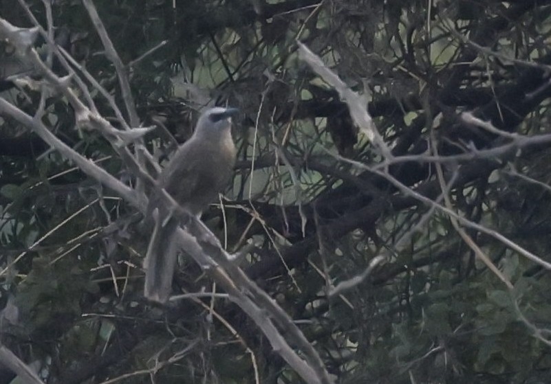 Hartlaub's Babbler - ML646302820