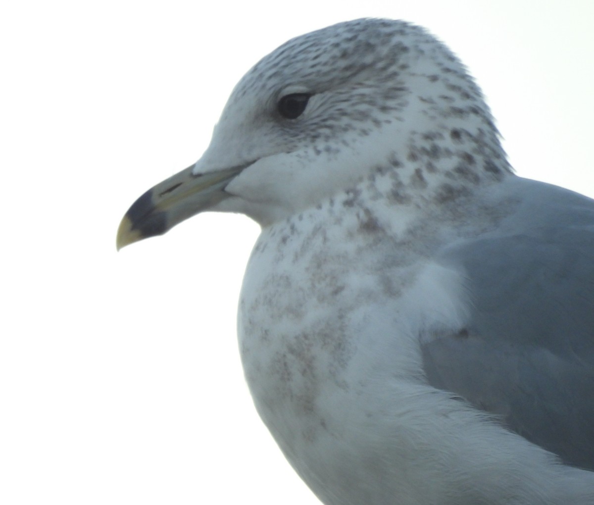 クロワカモメ - ML646302822