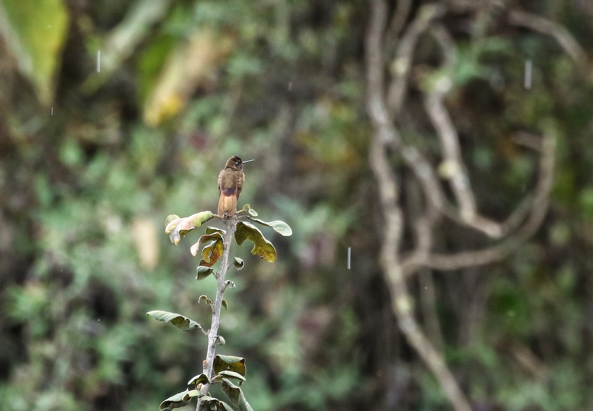 White-tufted Sunbeam - ML646302823