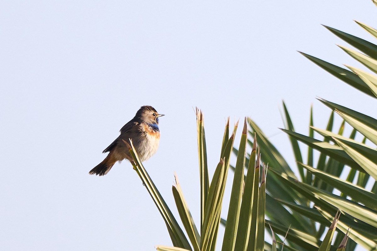 Bluethroat - ML646302824