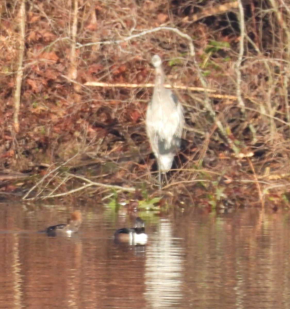 オオアオサギ - ML646302825