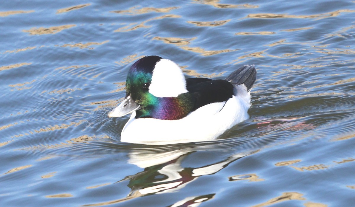 Bufflehead - ML646302826