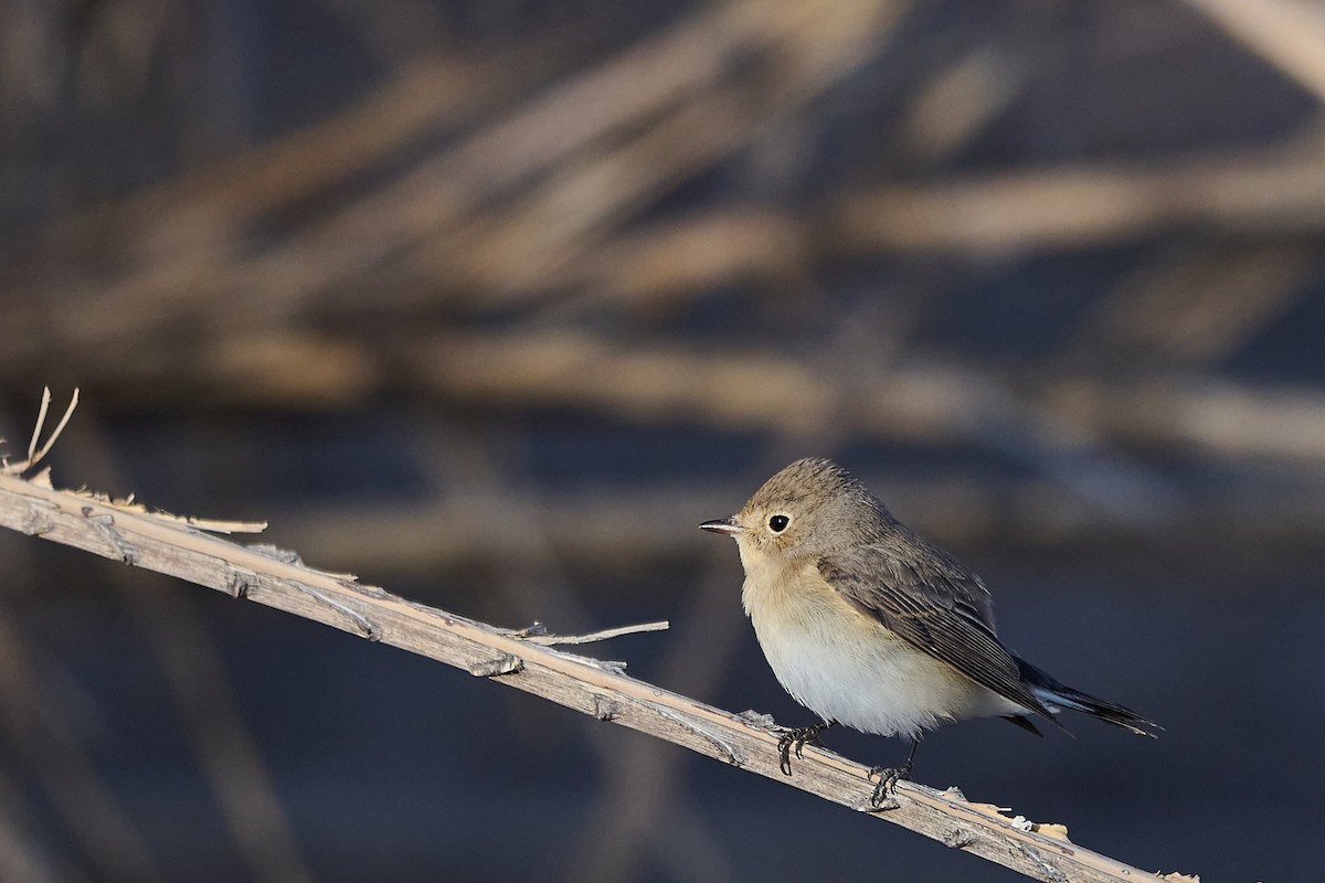 Red-breasted Flycatcher - ML646302827