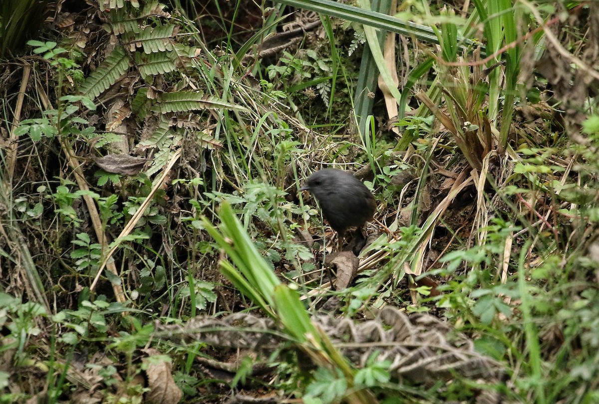 Vilcabamba Tapaculo - ML646302830