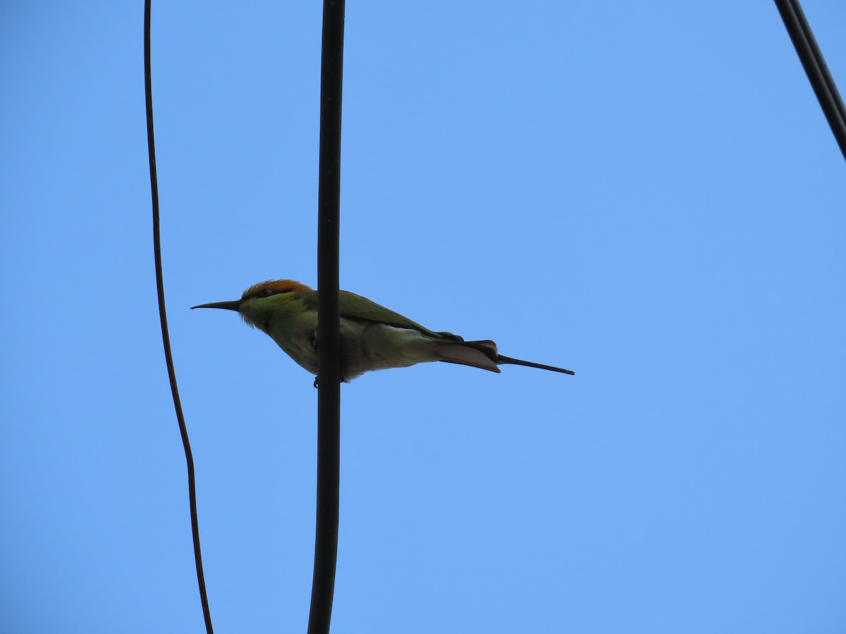 Asian Green Bee-eater - ML646302838