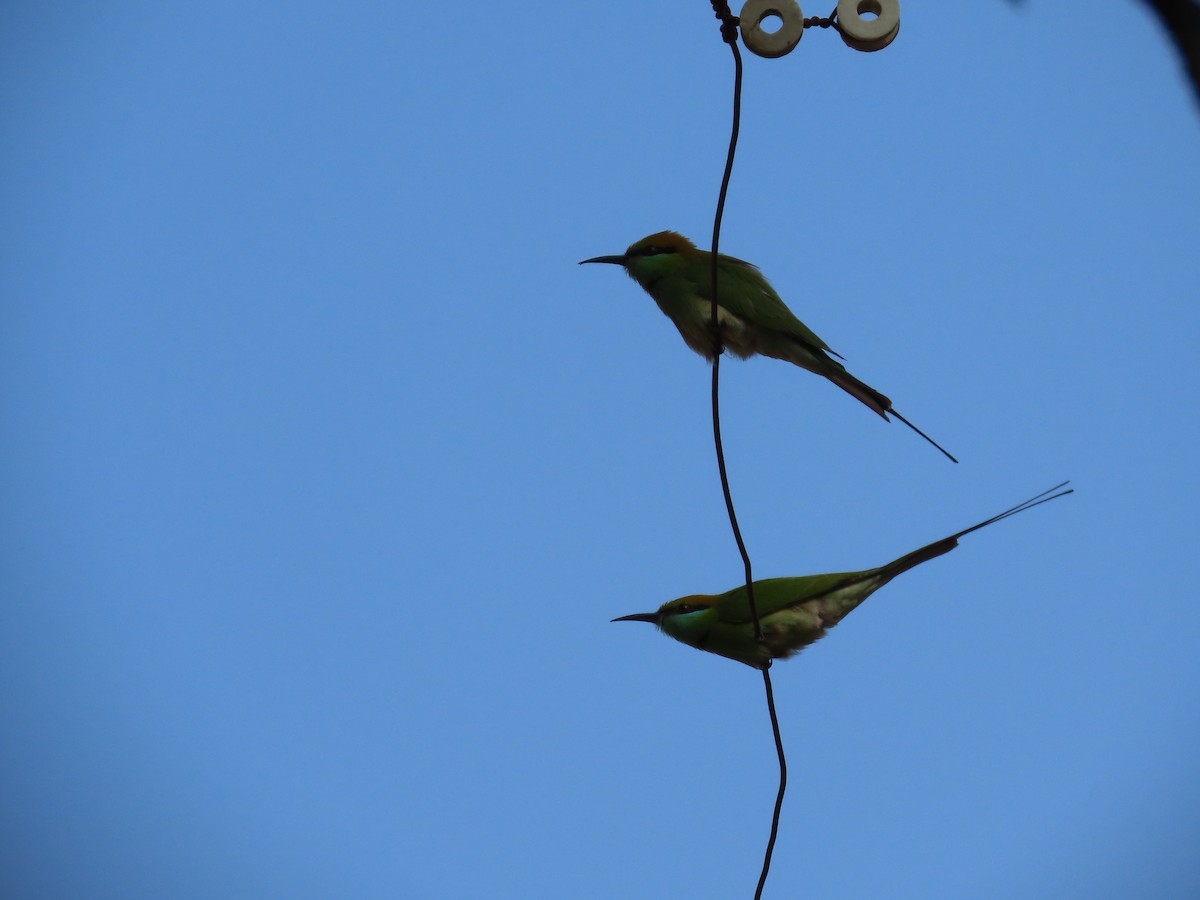 Asian Green Bee-eater - ML646302839