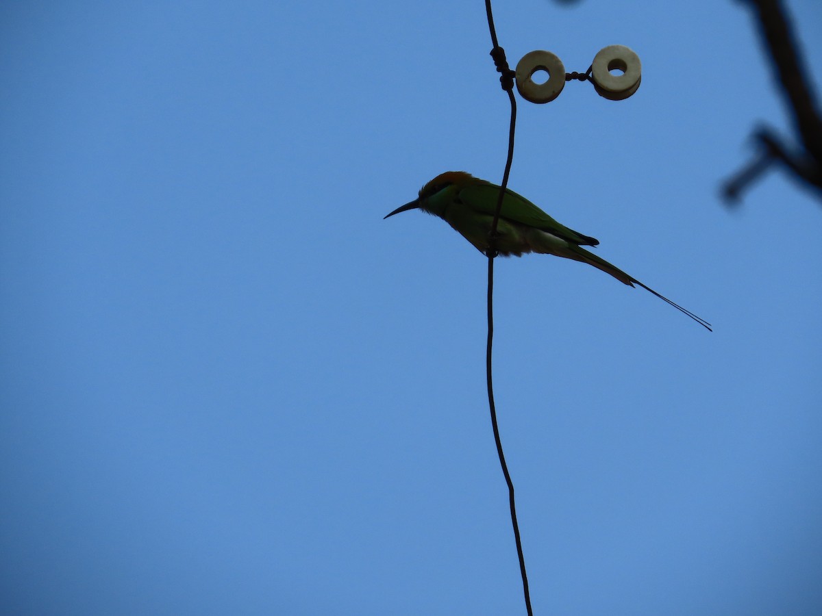 Asian Green Bee-eater - ML646302840