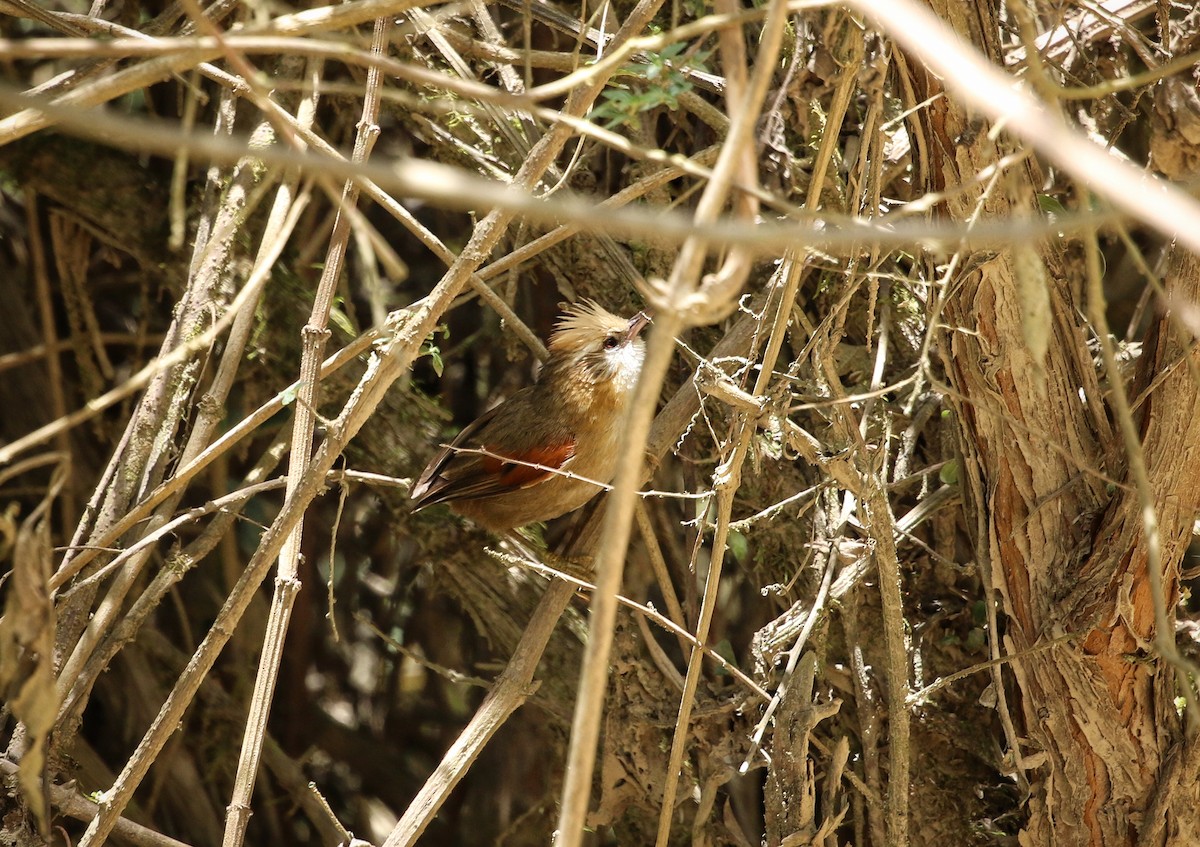 Creamy-crested Spinetail - ML646302842