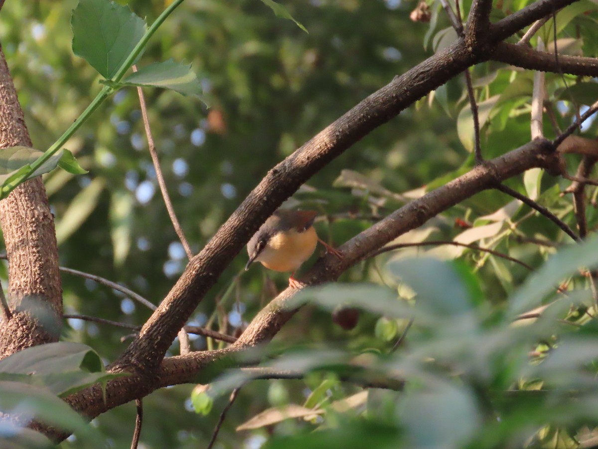 Ashy Prinia - ML646302844