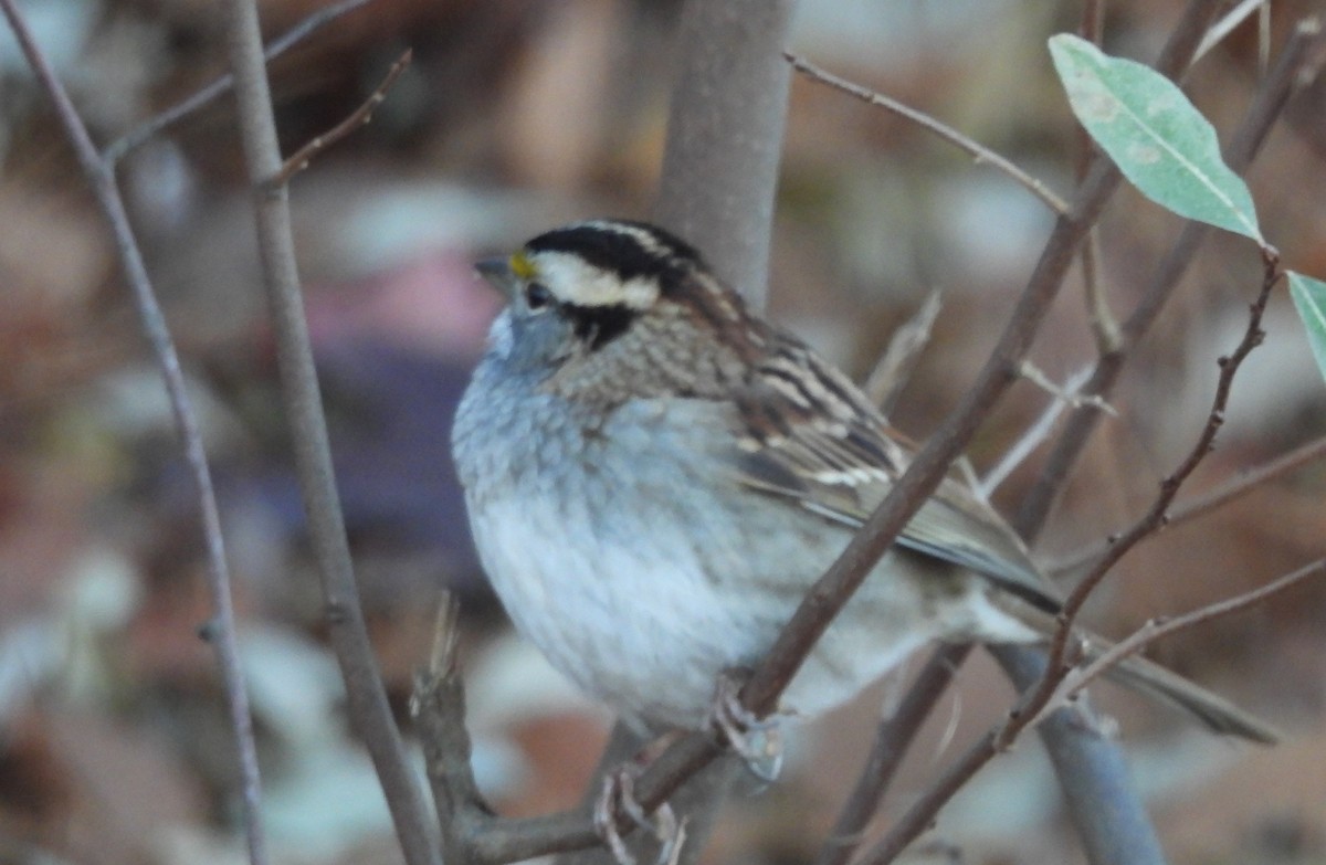 ノドジロシトド - ML646302845