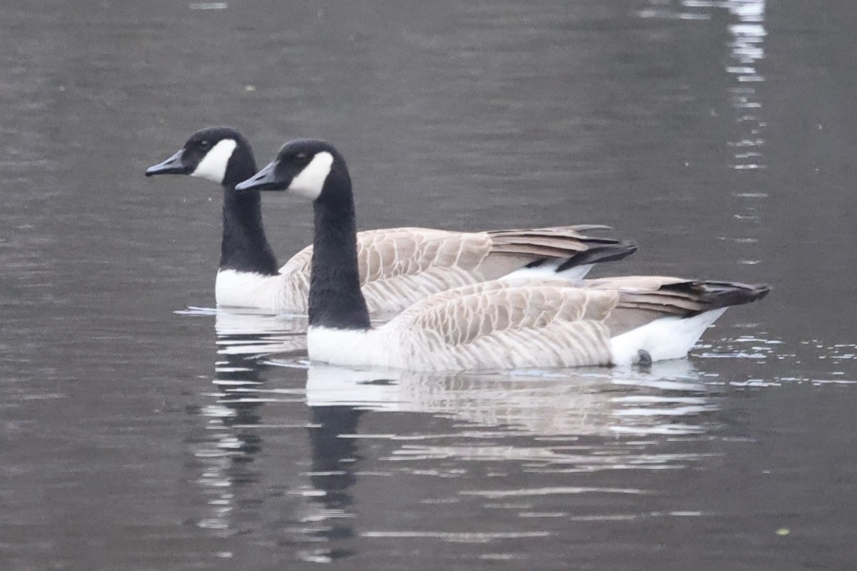 berneška velká (ssp. moffitti/maxima) - ML646302847