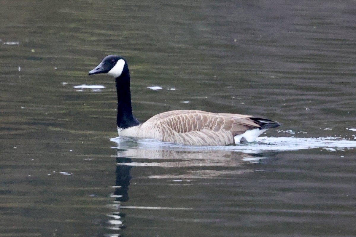 berneška velká (ssp. moffitti/maxima) - ML646302849