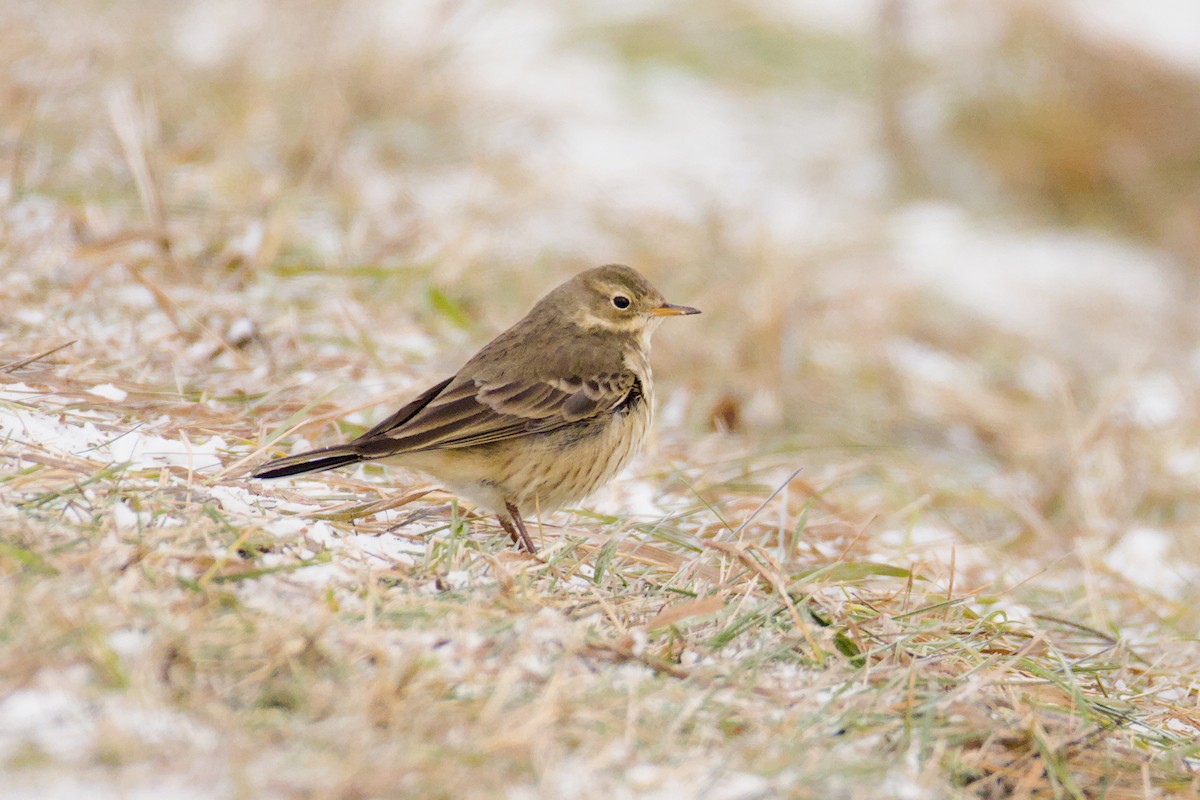 American Pipit - ML646302850