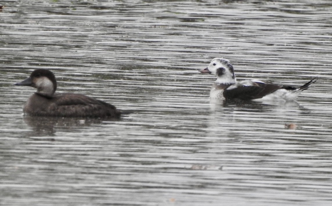Long-tailed Duck - ML646302854