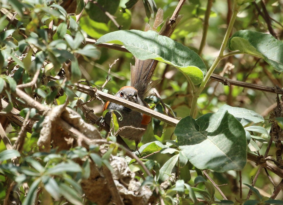 Langschwanz-Dickichtschlüpfer - ML646302855