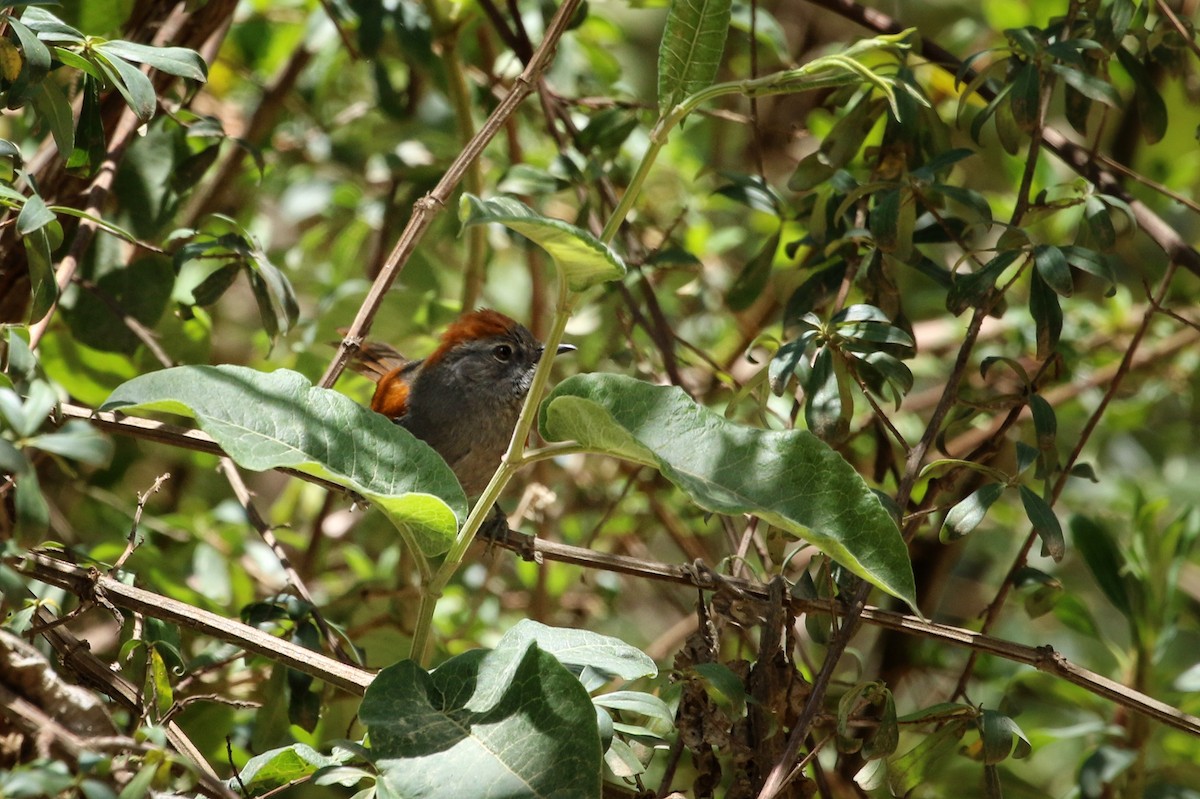 Langschwanz-Dickichtschlüpfer - ML646302856