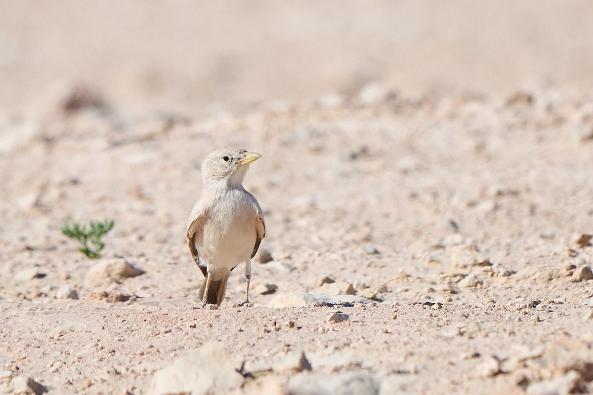 Desert Lark - ML646302857