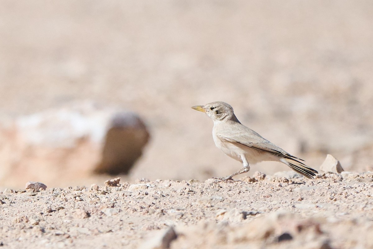 Desert Lark - ML646302858