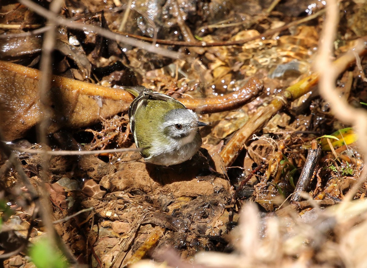 White-banded Tyrannulet - ML646302863