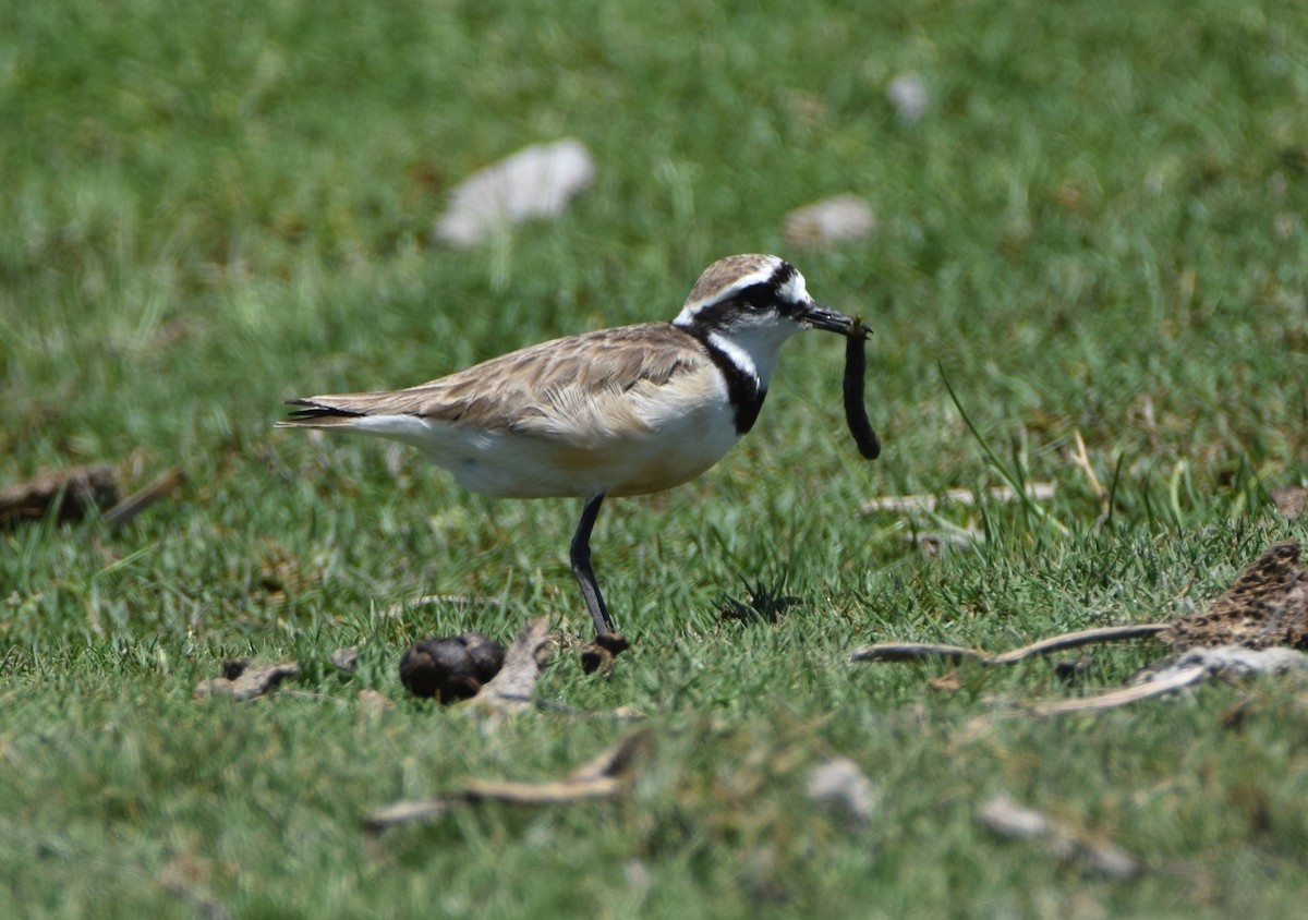 Madagascar Plover - ML646302870