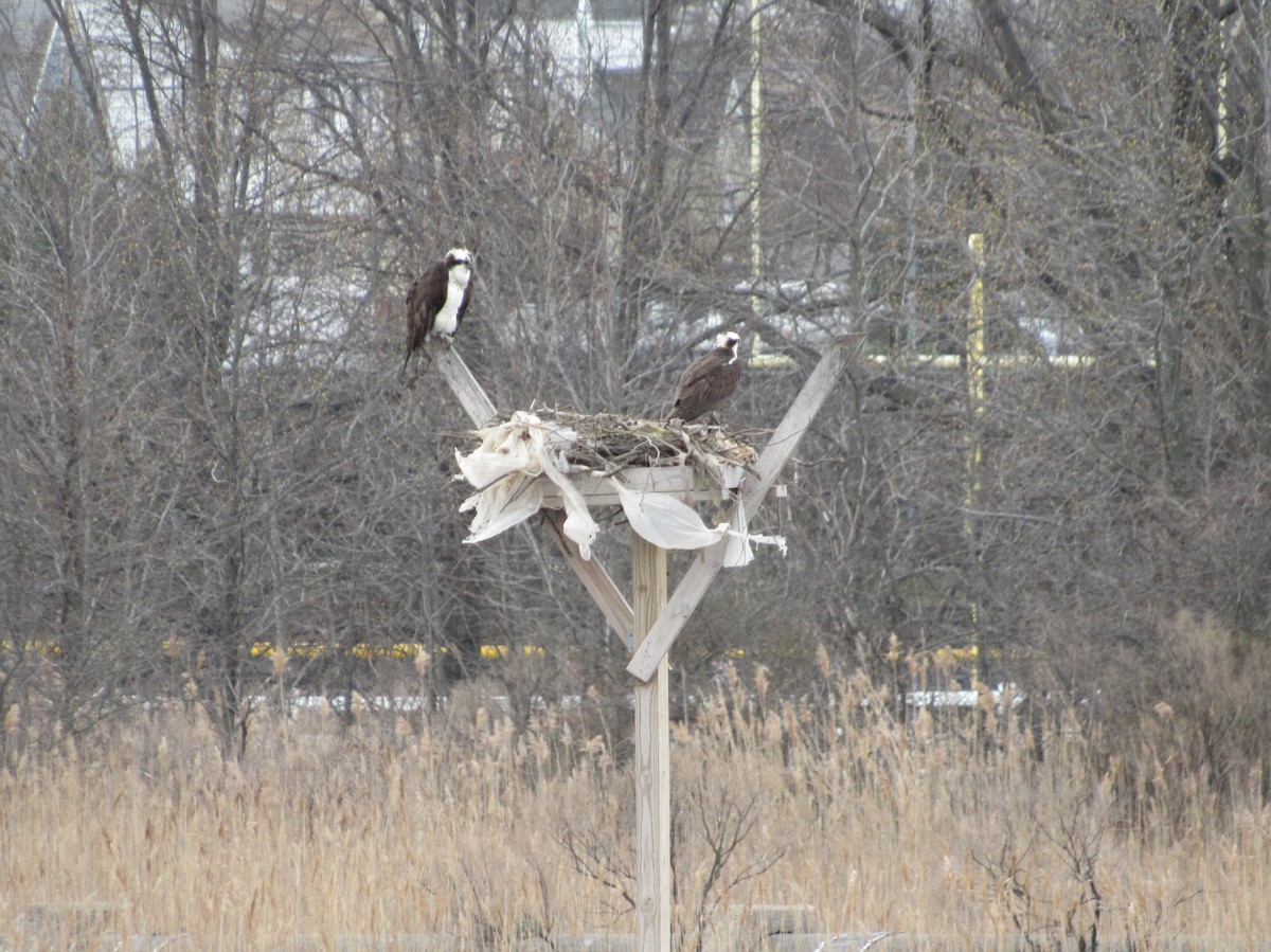 Osprey - ML646302871