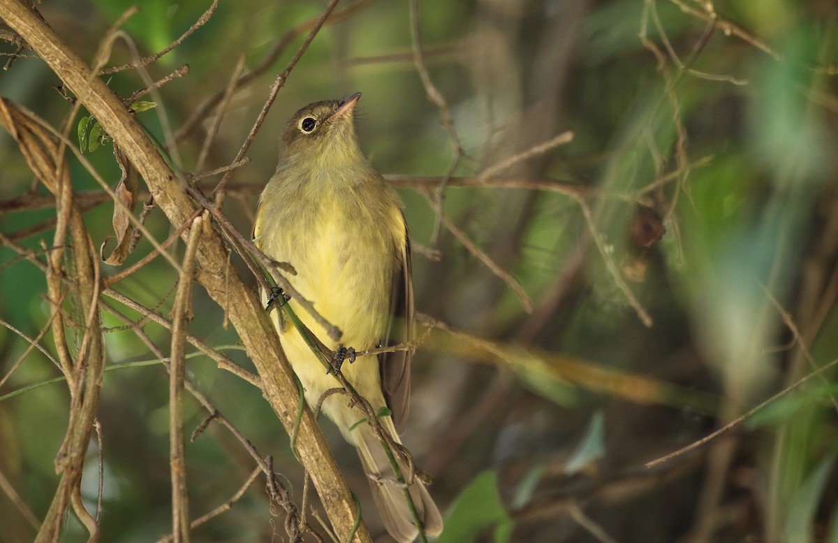 Sierran Elaenia - ML646302872