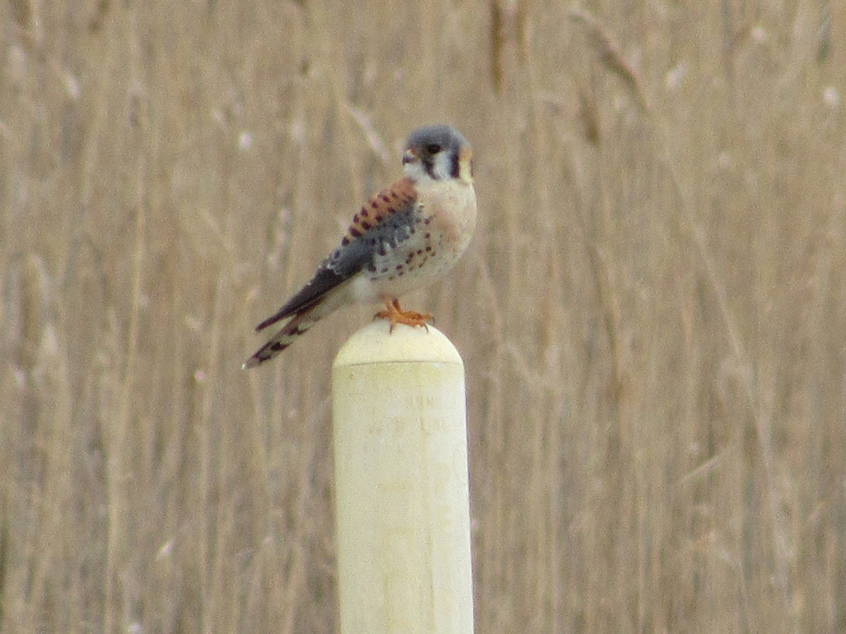 American Kestrel - ML646302877