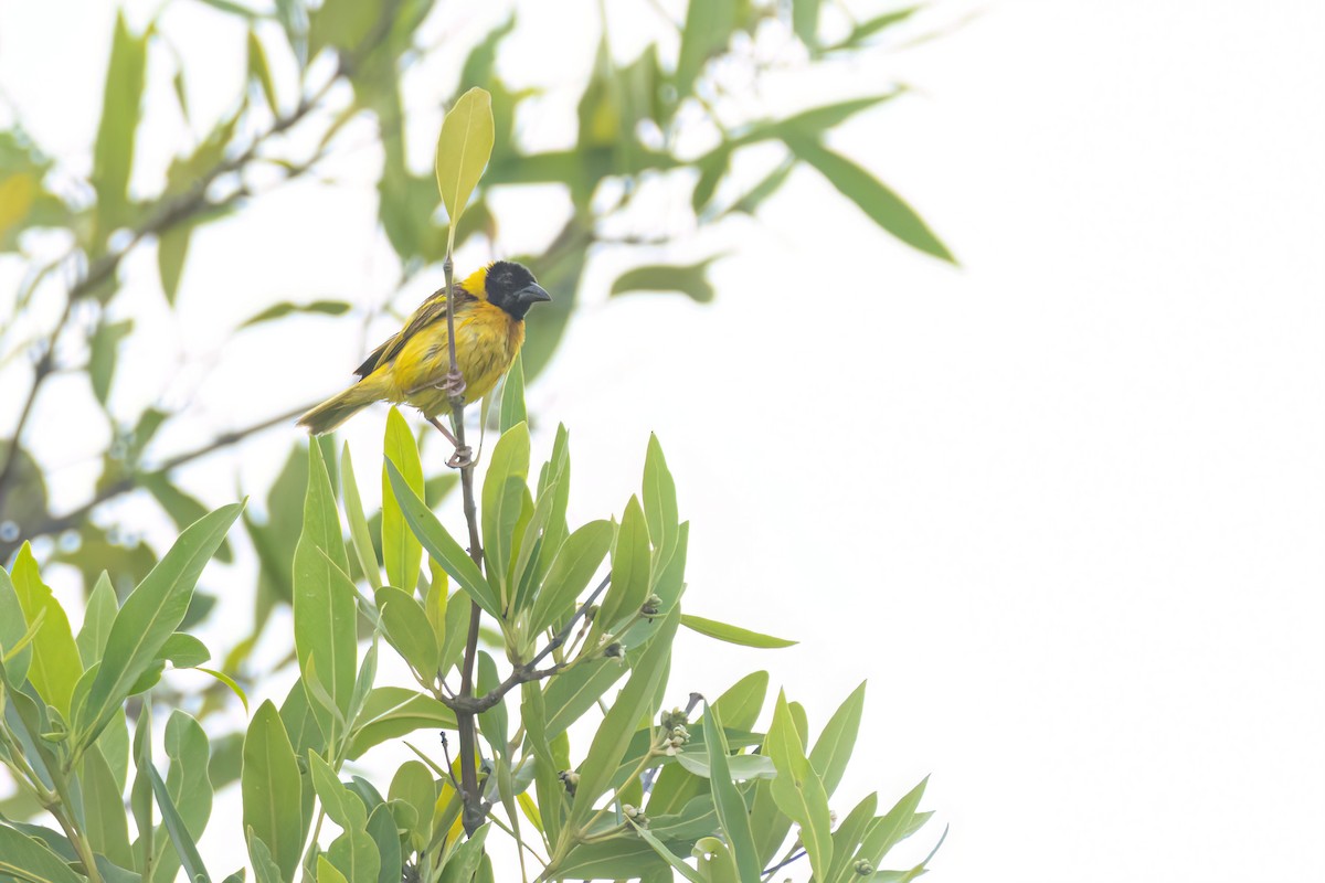 Black-headed Weaver - ML646302890