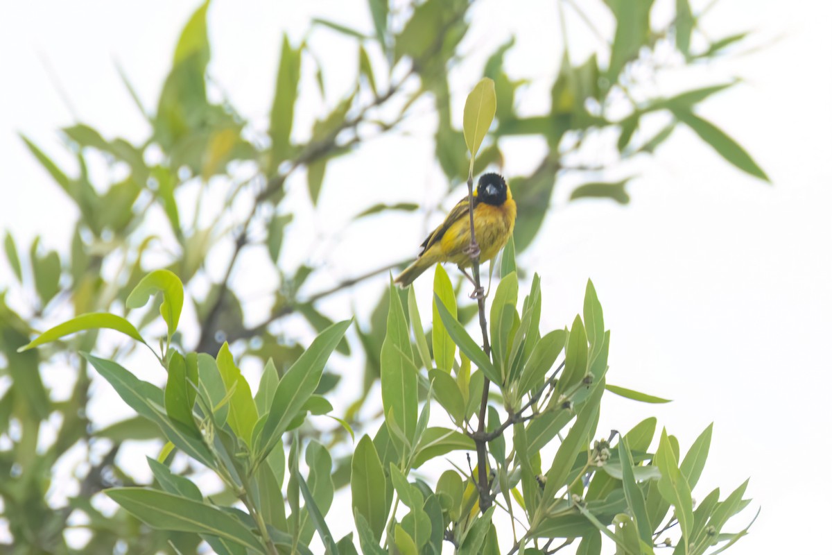 Black-headed Weaver - ML646302891