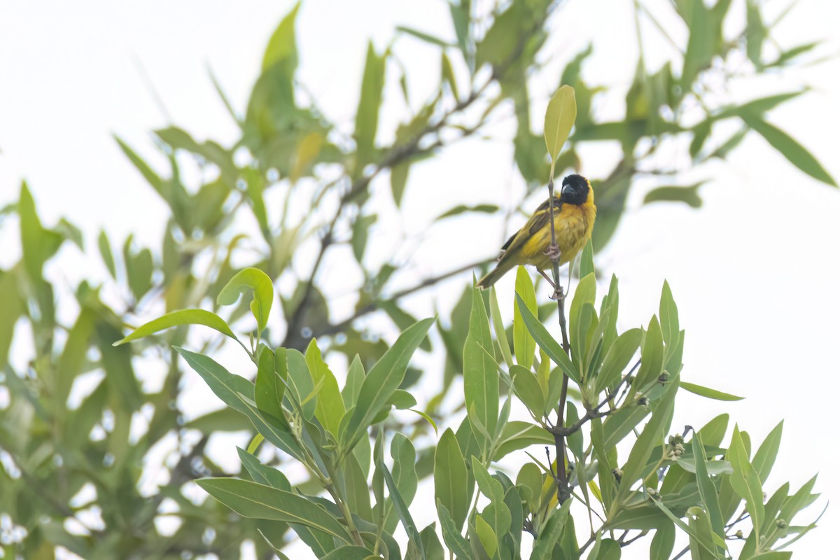 Black-headed Weaver - ML646302892