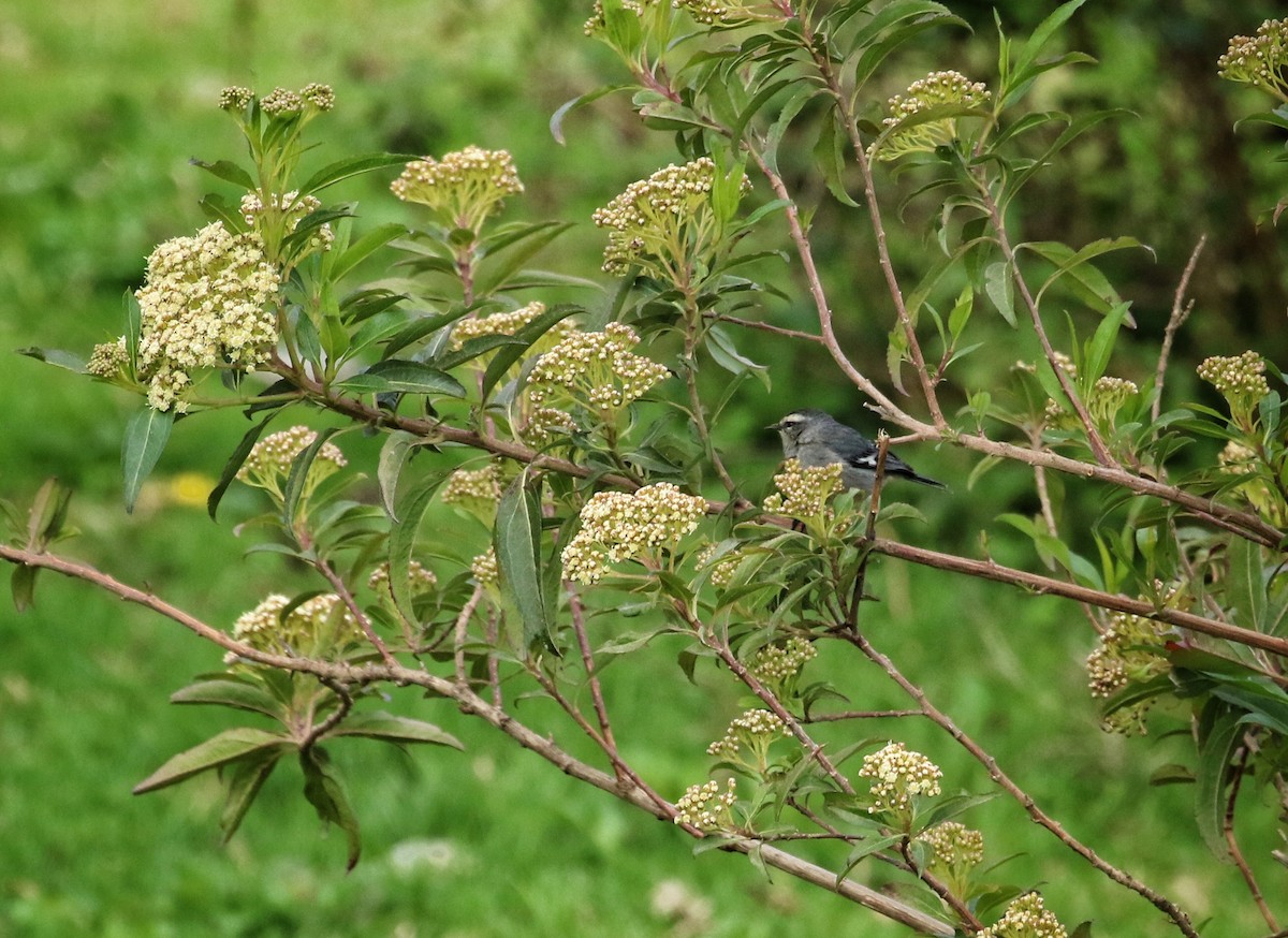 Cinereous Conebill - ML646302894
