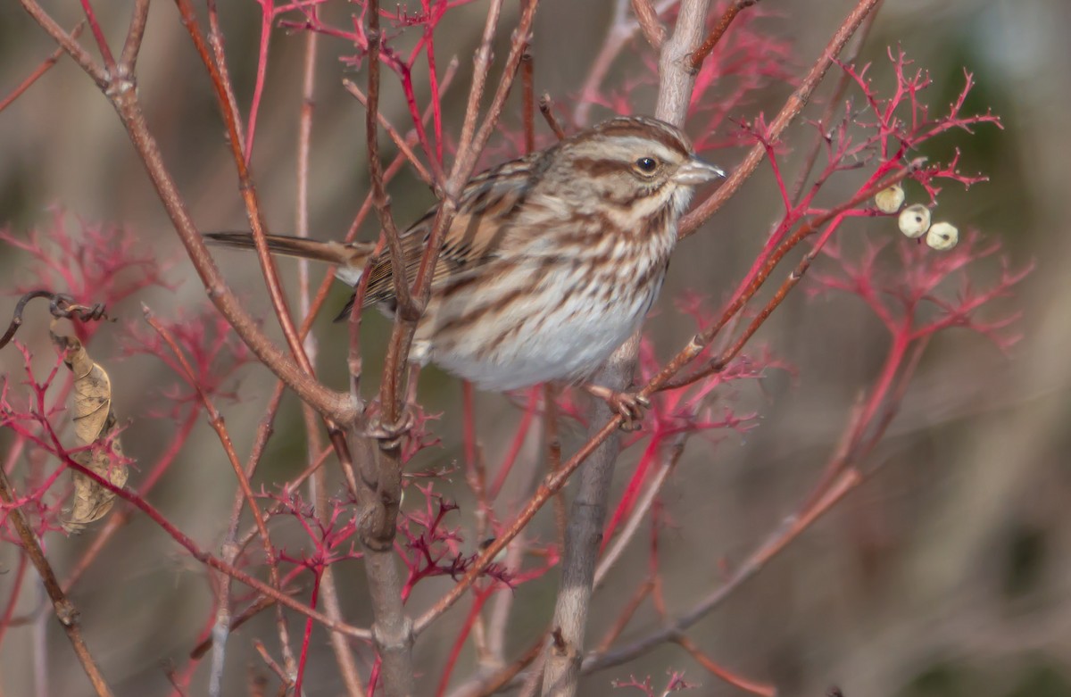 Song Sparrow - ML646302899