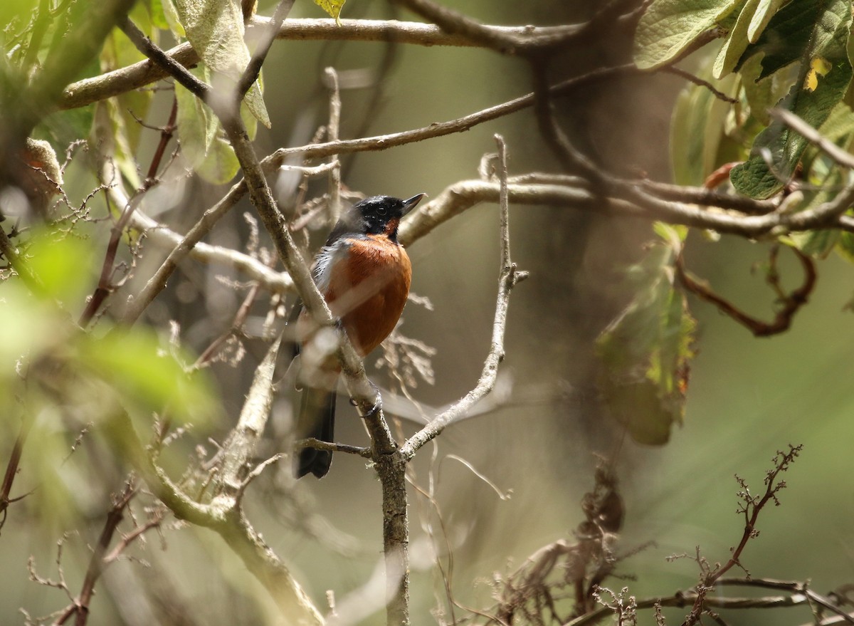Black-throated Flowerpiercer - ML646302906