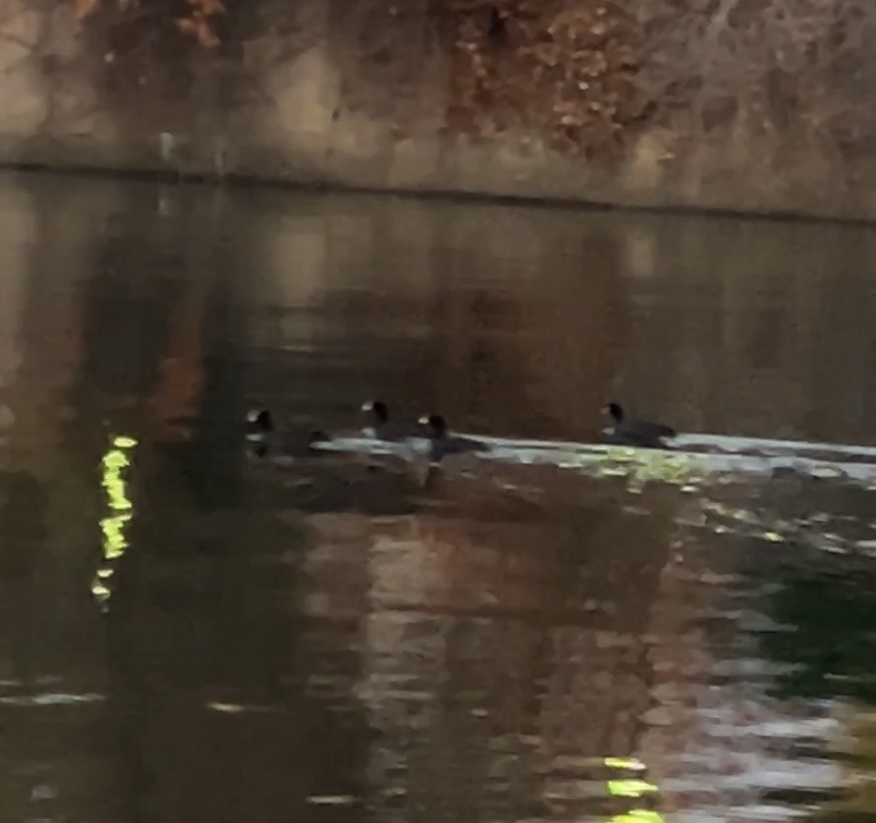 sothøne - ML646302917