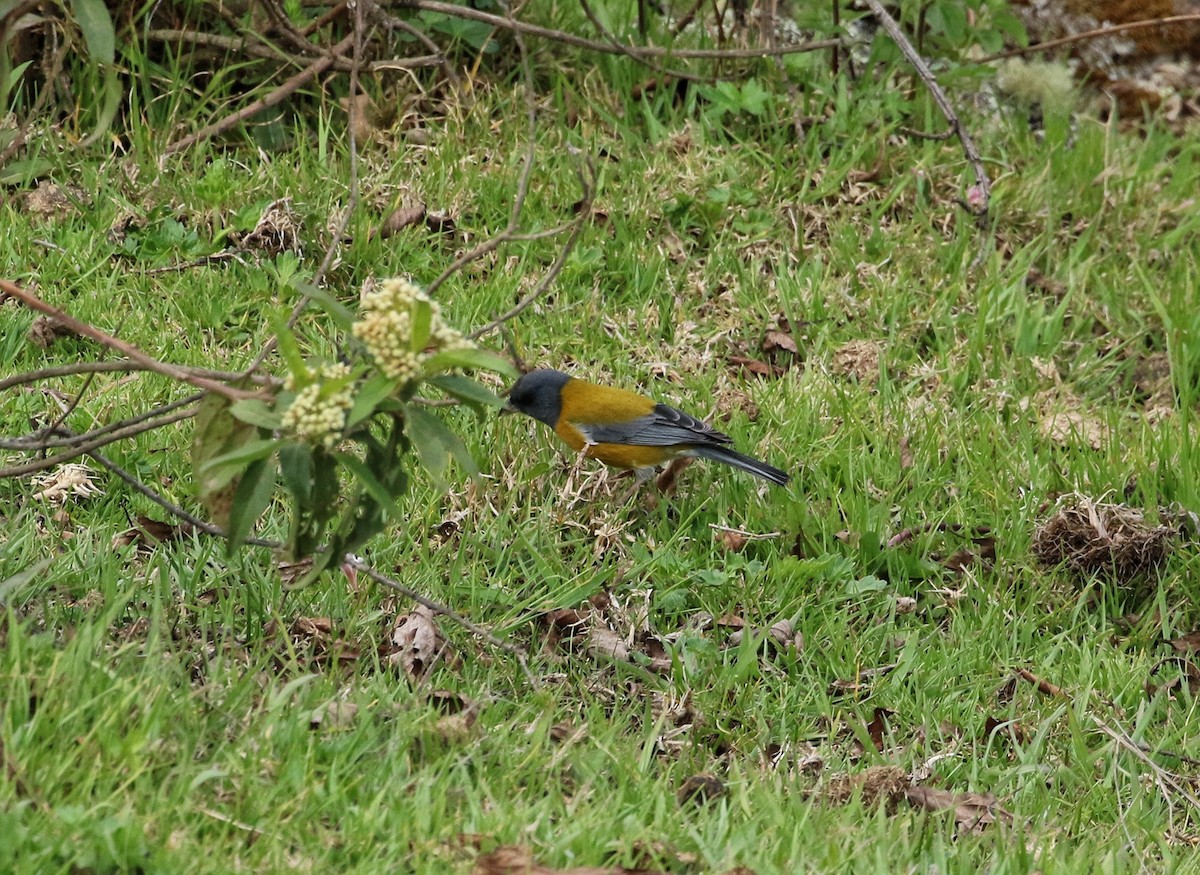 Peruvian Sierra Finch - ML646302919