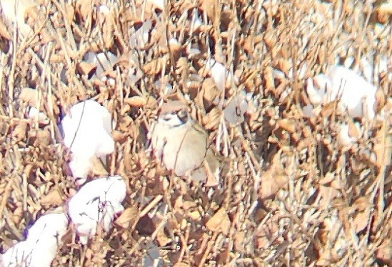 Eurasian Tree Sparrow - ML646302920