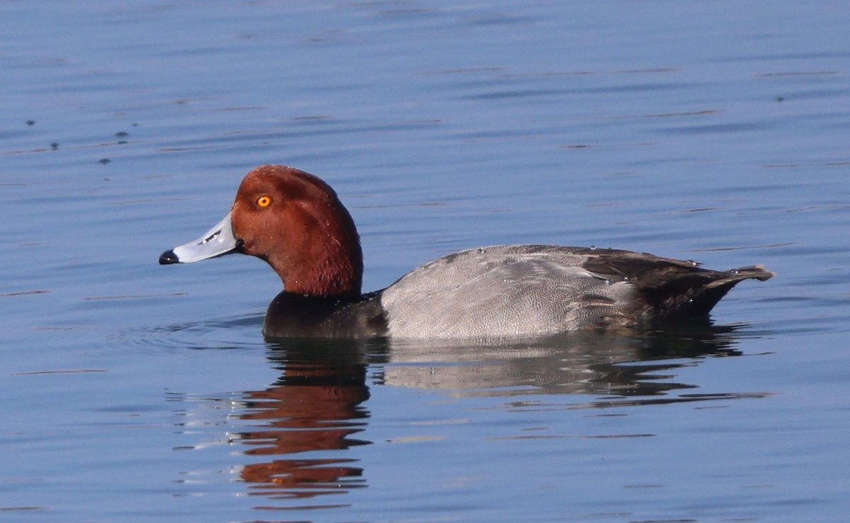 Redhead - ML646302925