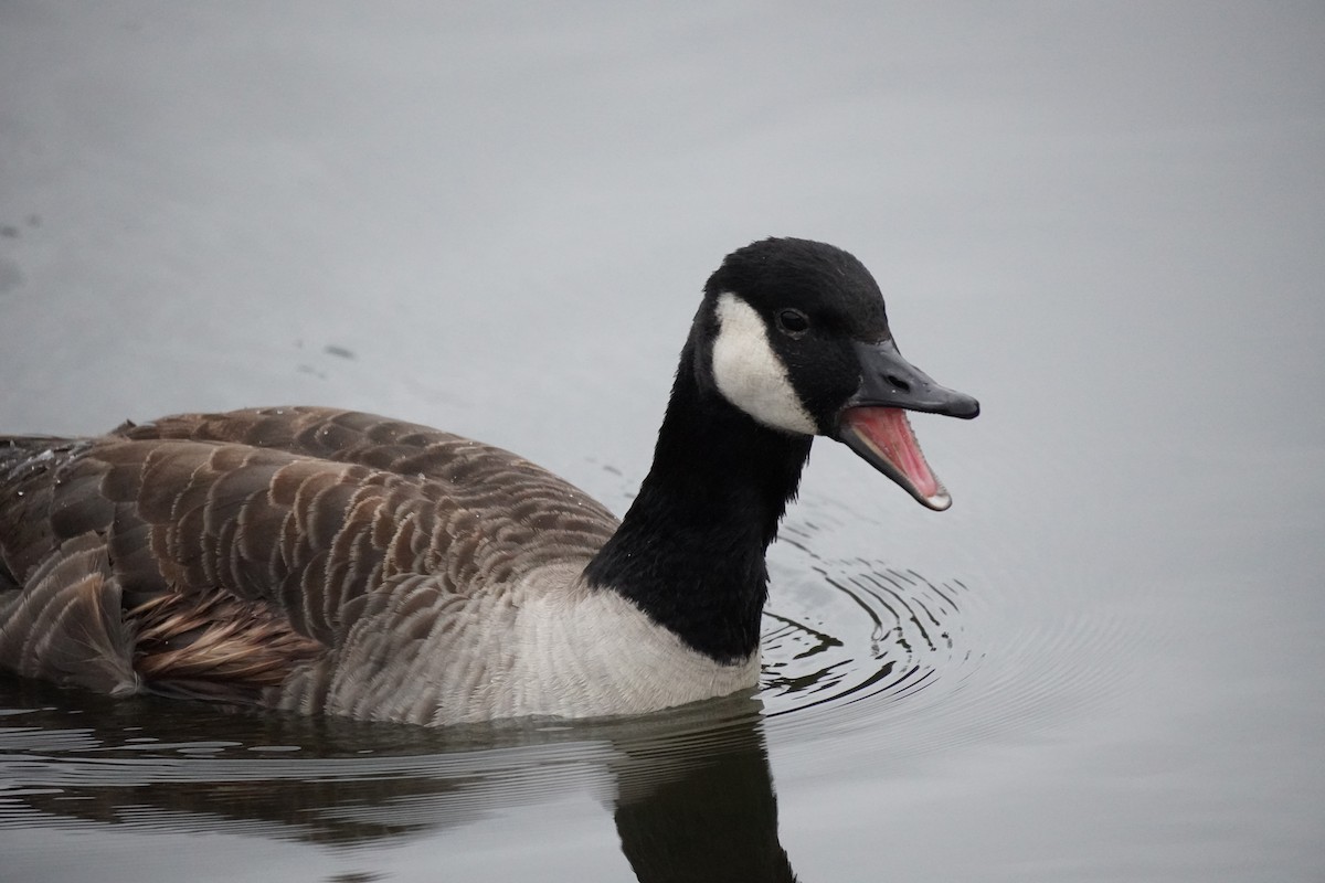 berneška velká - ML646302931