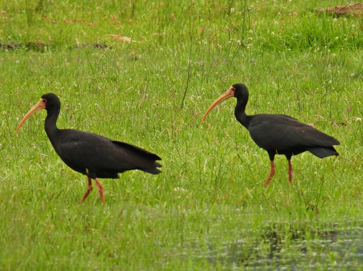 Ibis Afeitado - ML646302932