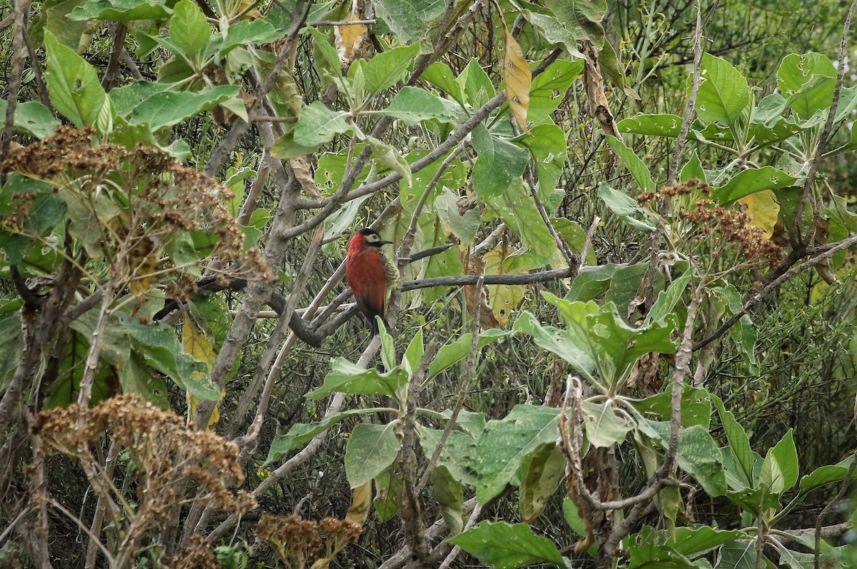 Crimson-mantled Woodpecker - ML646302935