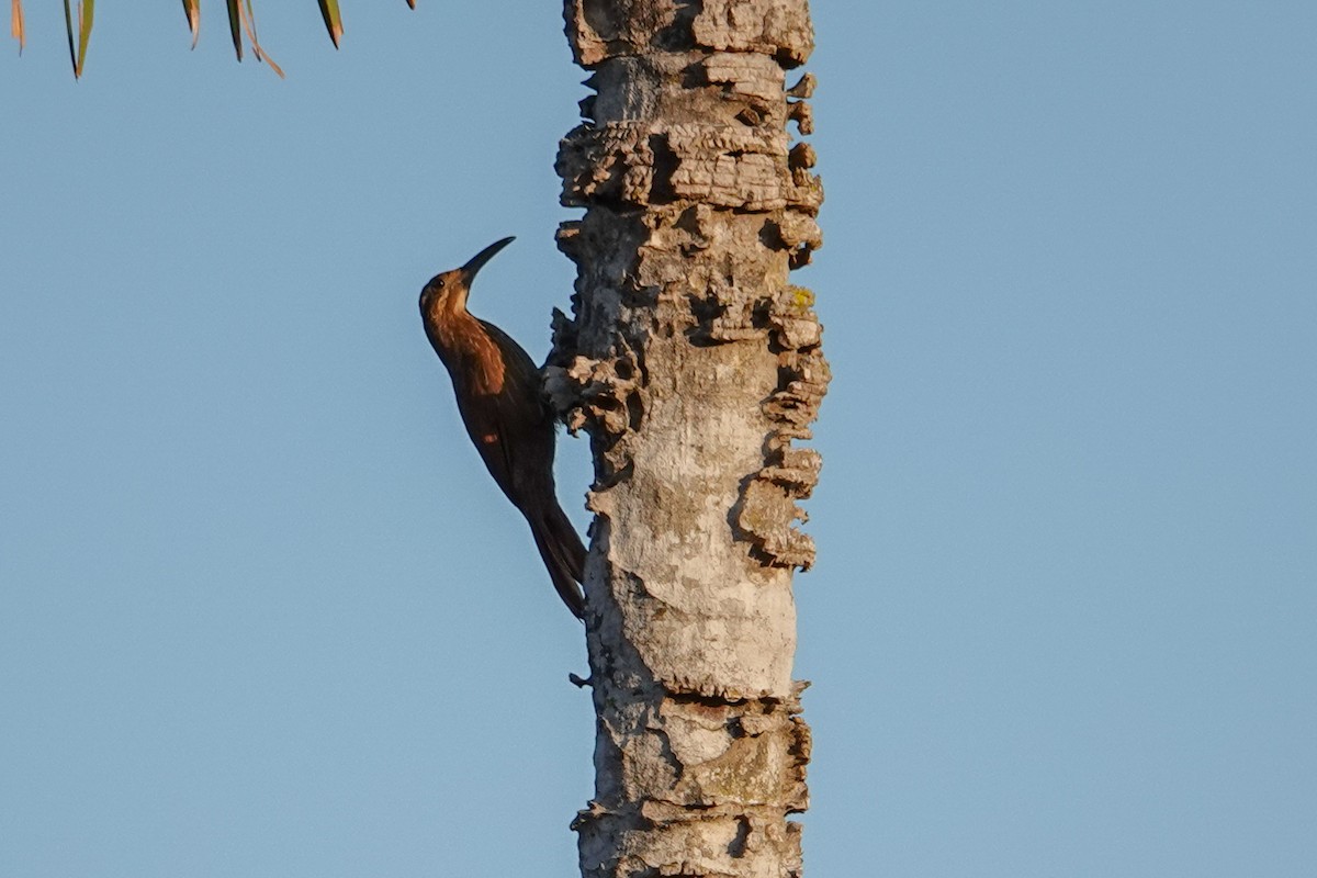 Moustached Woodcreeper - ML646302937