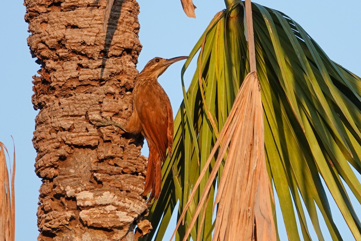 Moustached Woodcreeper - ML646302939