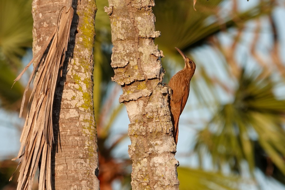 Moustached Woodcreeper - ML646302940