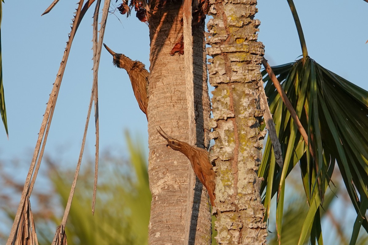 Moustached Woodcreeper - ML646302941