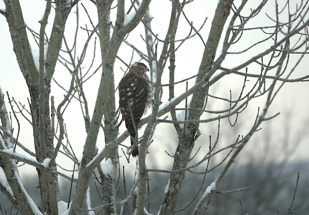 Cooper's Hawk - ML646302943