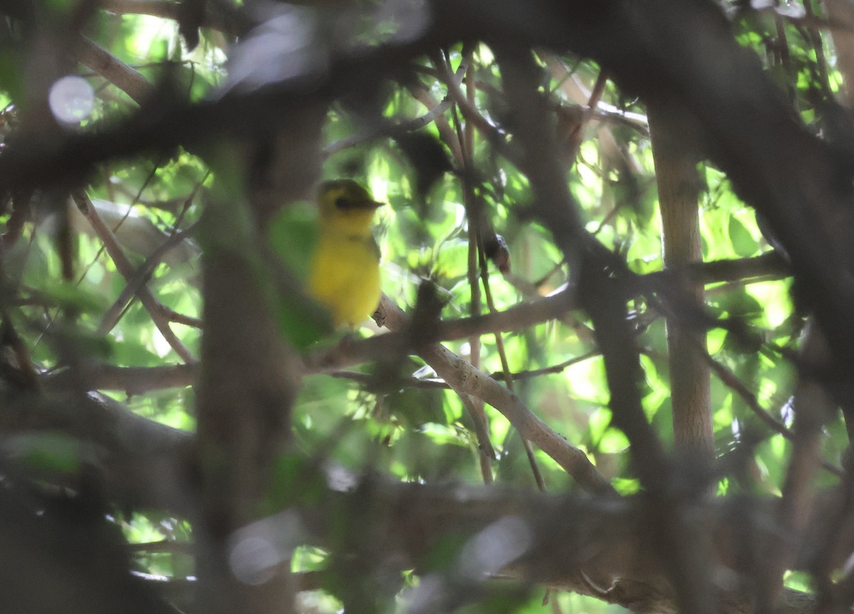 Hooded Warbler - ML646302944