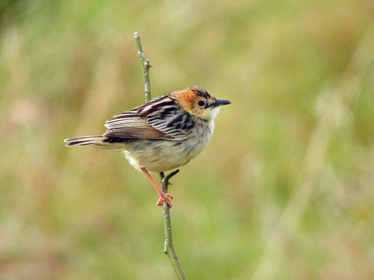 Stout Cisticola - ML646302946