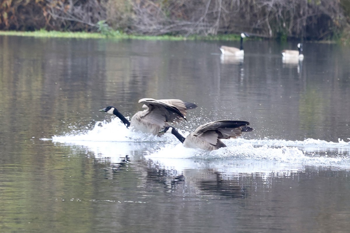 berneška velká (ssp. moffitti/maxima) - ML646302947